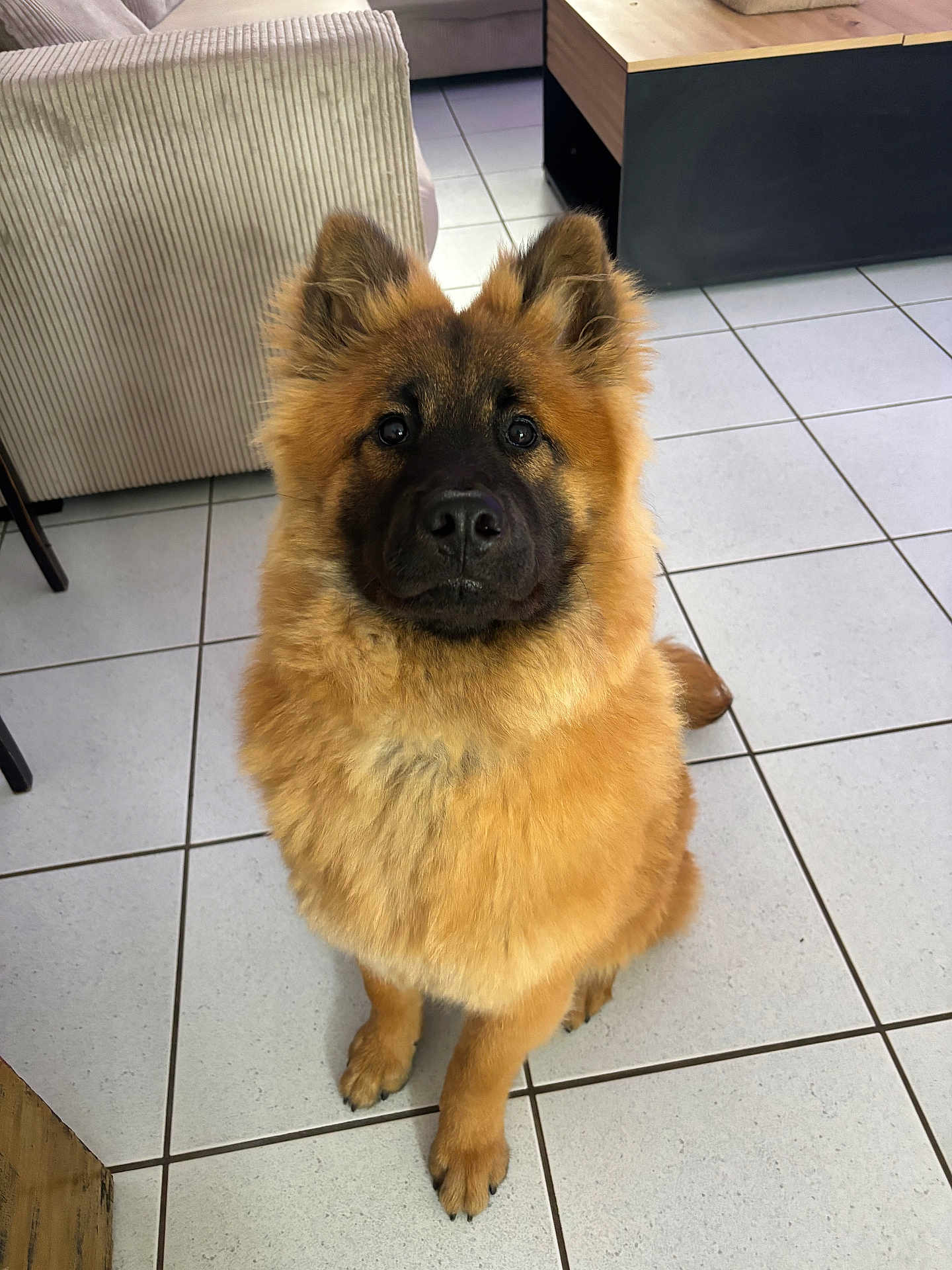 Aïko a rejoint le concours — aidez-le/la à gagner de superbes lots ! dog, puppy, indoor, floor, tile_floor, furniture, couch, table, brown_fur, fluffy, pet, sitting, looking_up, ears_up, canine, domestic_animal, companion, cute, young_dog, animal