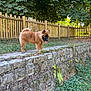 Aïko participe au concours pour gagner de l'argent avec cette photo : dog, fluffy, tongue_out, stone_pathway, brick_wall, greenery, wooden_fence, trees, outdoor, nature, grass, plants, sunlight, shadows, happy, pet, canine, fur, park, daytime