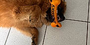 Aïko participe au concours pour gagner de l'argent avec cette photo : dog, toy, bone, orange, brown_fur, lying_down, floor, tile, paws, pet, playful, animal, indoor, cute, fun, relaxed, closeup, muzzle, fur, companion
