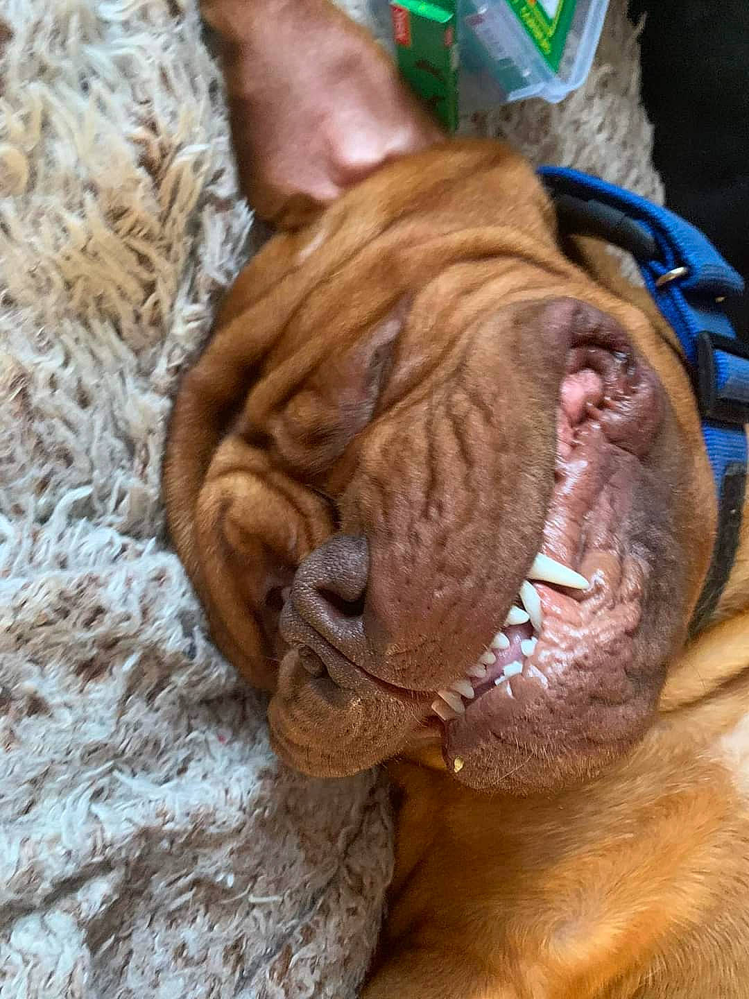 Hooch joined the competition — help win amazing prizes! canidae, carnivore, collar, companion_dog, dog, dog_breed, dog_collar, fawn, fur, liver, ori_pei, shar_pei, snout, sporting_group, terrestrial_animal, water, whiskers, wood, working_animal, wrinkle