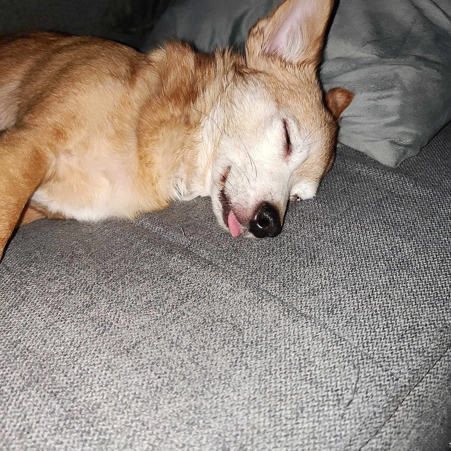 Cannelle
