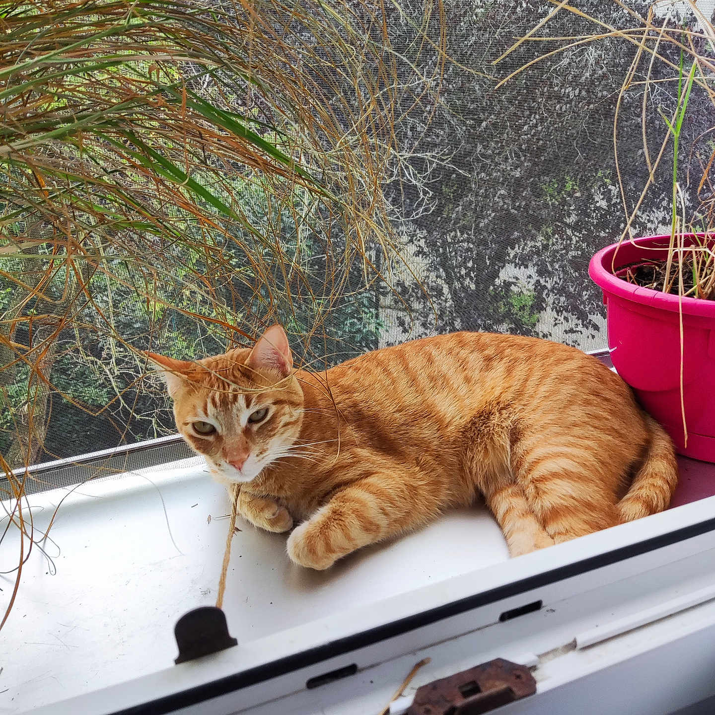 Simba