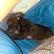 Bear joined the competition — help win amazing prizes! puppy, sleeping, black_dog, blanket, blue_fabric, leopard_print, cozy, resting, domestic_animal, pet, fur, animal, cute, young_dog, indoors, comfort, nap, closeup, soft_texture, warm