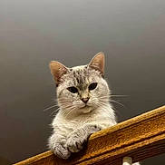 Valentine joined the competition — help win amazing prizes! alert, animal, cat, close_up, curious, cute, domestic_cat, ears, feline, fur, gray_background, house_pet, indoor, looking_down, mammal, paws, pet, portrait, whiskers, wooden_railing