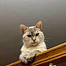 alert, animal, cat, close_up, curious, cute, domestic_cat, ears, feline, fur, gray_background, house_pet, indoor, looking_down, mammal, paws, pet, portrait, whiskers, wooden_railing