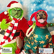 Enzo is registered to the contest to win money with this photo: christmas, costume, decorations, dog, dog_sweater, festive, garland, gingerbread_pattern, green_face_paint, grinch, holiday, indoor, knit_hat, lights, person, pom_pom, red_clothing, santa_hat, scarf, smiling_dog