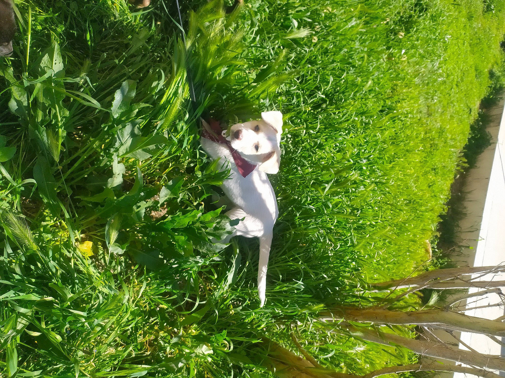 Orka a rejoint le concours — aidez-le/la à gagner de superbes lots ! art, biome, branch, evergreen, garden, grass, grass_family, groundcover, herb, herbaceous_plant, leaf, nature_reserve, plant, shrub, sunlight, tail, terrestrial_plant, tree, trunk, woody_plant