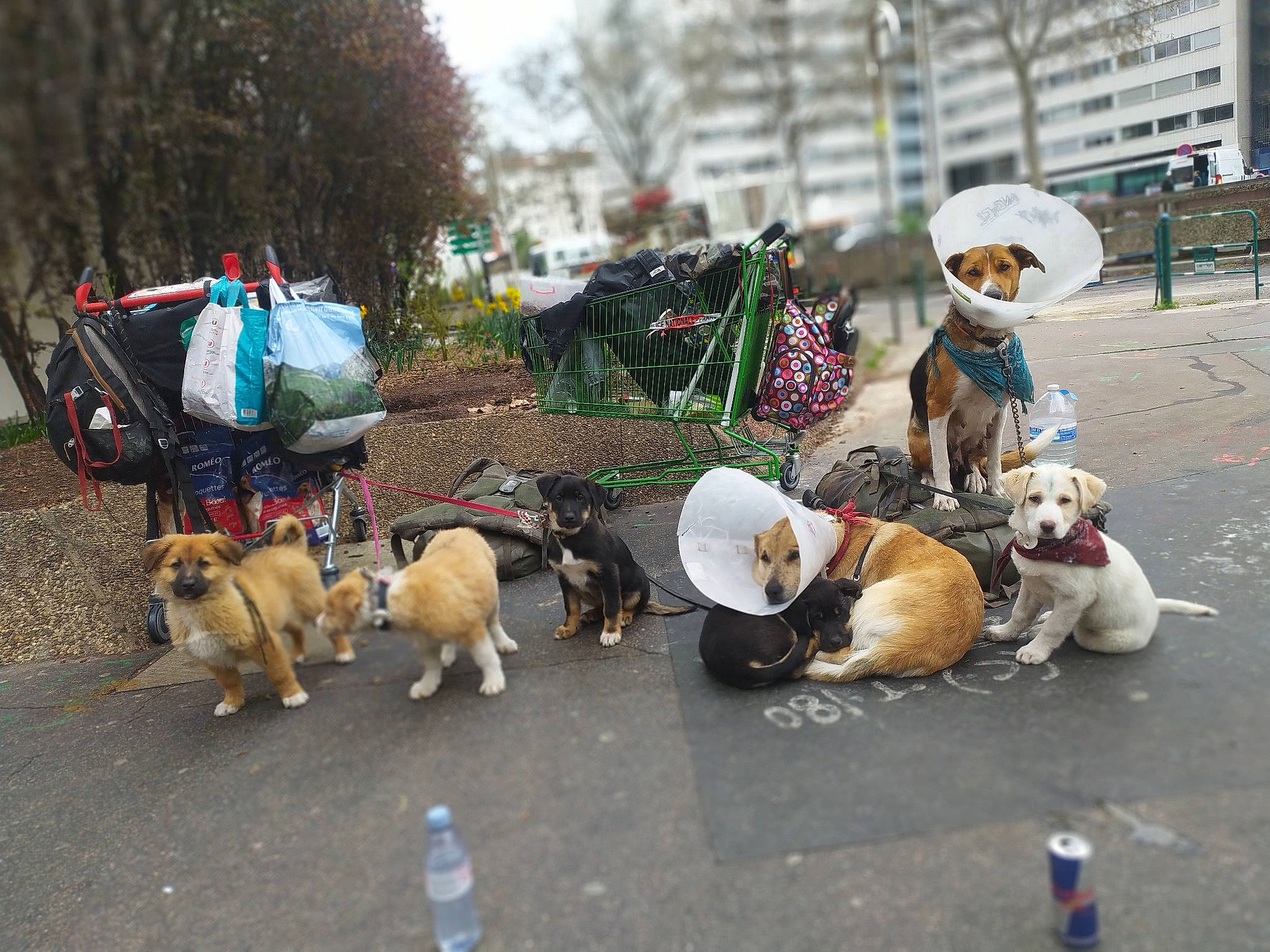 Orka a rejoint le concours — aidez-le/la à gagner de superbes lots ! asphalt, building, canidae, carnivore, city, collar, companion_dog, dog, dog_breed, fawn, leash, leisure, road, road_surface, sidewalk, sporting_group, street, tree, window, working_animal