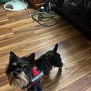 Weasel joined the competition — help win amazing prizes! accessories, affenpinscher, animal, architecture, building, canine, dog, furniture, hardwood, indoors, interiordesign, leash, livingroom, pet, plywood, puppy, stainedwood, strap, terrier, wood