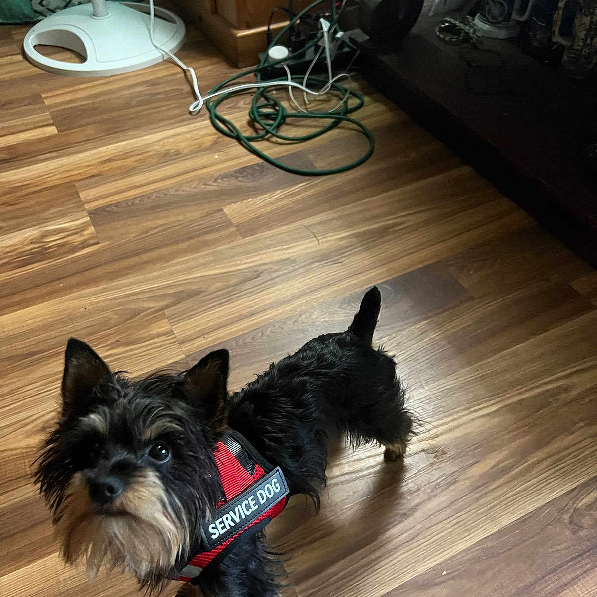 Weasel joined the competition — help win amazing prizes! accessories, affenpinscher, animal, architecture, building, canine, dog, furniture, hardwood, indoors, interiordesign, leash, livingroom, pet, plywood, puppy, stainedwood, strap, terrier, wood