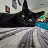 Nox is registered to the contest to win money with this photo: animal, black_cat, blue_cabinet, cat, close_up, cozy, curious, decor, domestic, furniture, home, indoor, living_room, lying_down, pet, portrait, relaxed, television, texture, yellow_eyes