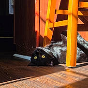 Nox is registered to the contest to win money with this photo: animal, black_cat, bright_light, chair_leg, cozy, curiosity, feline, floor, home, indoor, pet, playful, relaxed, resting, shadow, sunlight, whiskers, wooden_chair, wooden_floor, yellow_eyes
