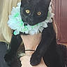 Nox is registered to the contest to win money with this photo: animal, black_cat, blonde_hair, cabinet, cat, close_up, cute, domestic_cat, feline, floral_collar, flower_accessory, fur, hand, holding, indoor, person, pet, portrait, whiskers, yellow_eyes