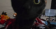 Nox joined the competition — help win amazing prizes! animal, bed, black_cat, blanket, blurry, cat, close_up, curiosity, curious, cute, dim_light, domestic, feline, furniture, home, indoor, mammal, pet, whiskers, wide_eyes