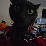 animal, bed, black_cat, blanket, blurry, cat, close_up, curiosity, curious, cute, dim_light, domestic, feline, furniture, home, indoor, mammal, pet, whiskers, wide_eyes