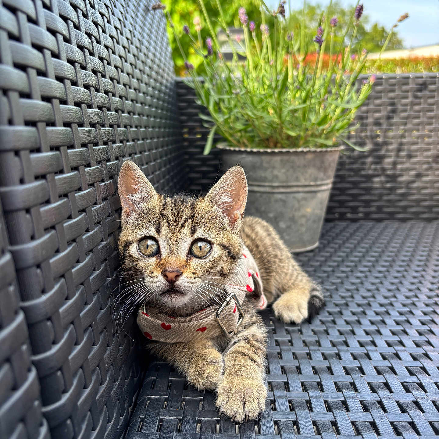 Tokyo participe au concours pour gagner de l'argent avec cette photo : animal, cat, closeup, collar, cute, ears, fur, greenery, kitten, outdoor, pet, plant, pot, relaxing, sunlight, texture, whiskers, wicker, woven_surface, young