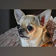 Pixie participe au concours pour gagner de l'argent avec cette photo : chihuahua, dog, pet, close_up, portrait, animal, cute, fur, ears, tongue, expression, indoor, blanket, soft, small_dog, companion, looking_away, mammal, domestic_animal, face