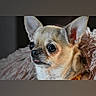 chihuahua, dog, pet, close_up, portrait, animal, cute, fur, ears, tongue, expression, indoor, blanket, soft, small_dog, companion, looking_away, mammal, domestic_animal, face