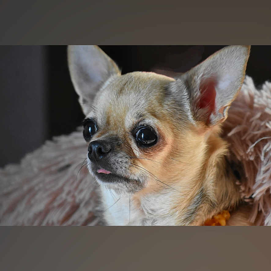 Pixie