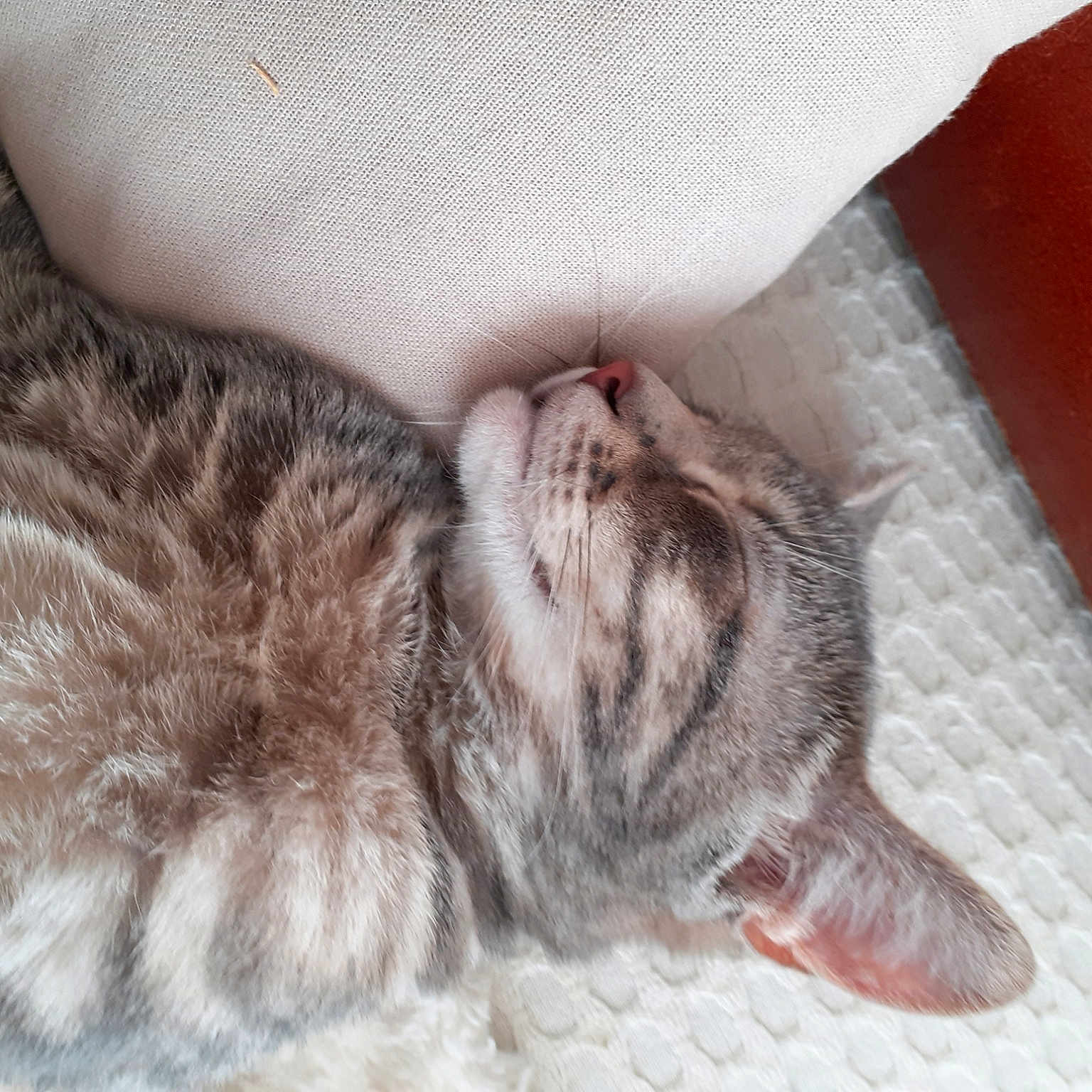 Samba