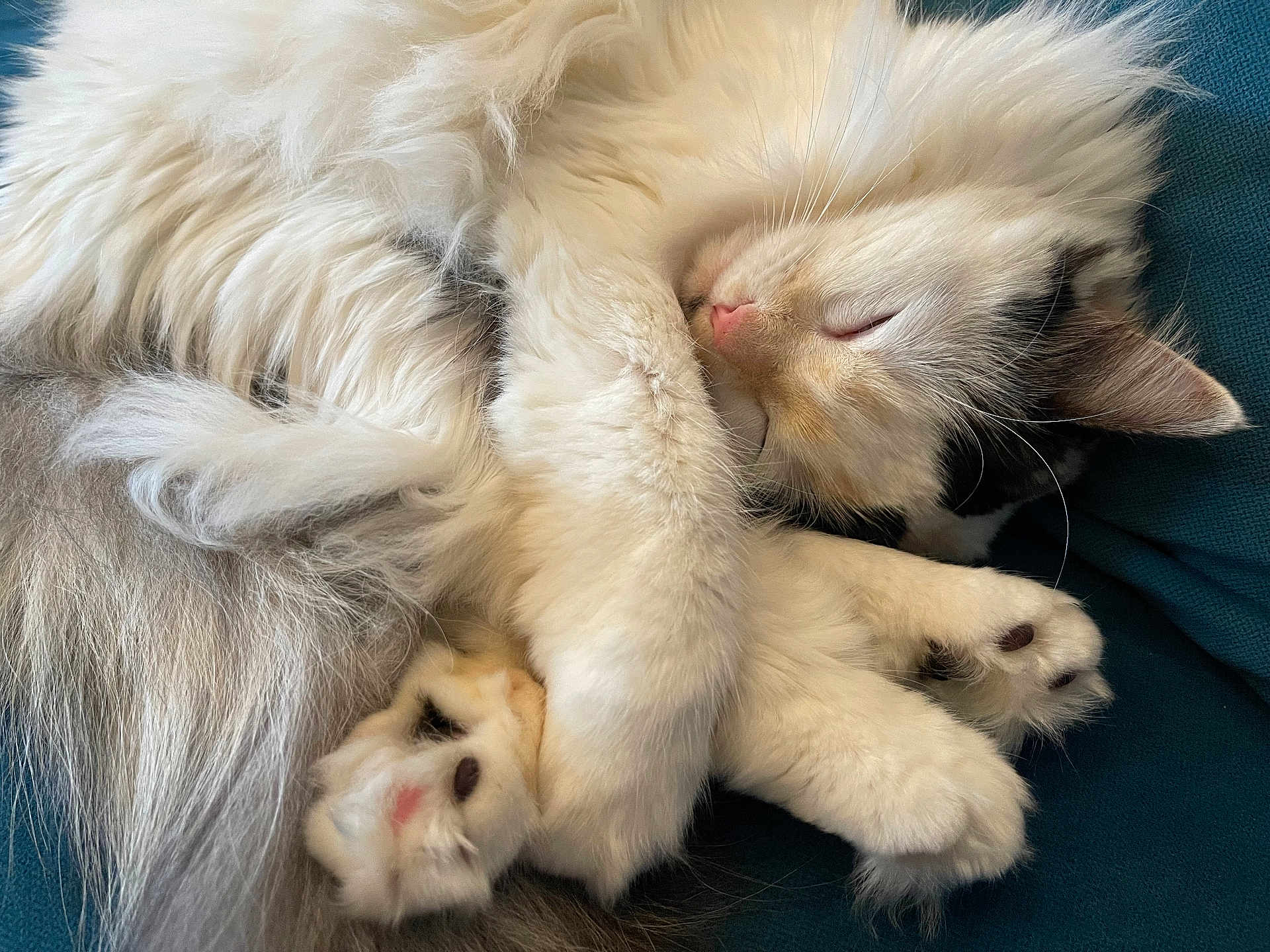Bonnie participe au concours pour gagner de l'argent avec cette photo : animal, cat, closeup, cozy, cute, fluffy, fur, gray, indoor, nap, paw, peaceful, pet, pink_nose, relaxation, resting, sleeping, soft, whiskers, white