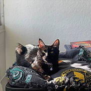Hecate joined the competition — help win amazing prizes! animal, black_cat, blanket, books, cat, collar, cozy, ears, eyes, feline, fur, indoor, pet, resting, shadow, stack, sunlight, table, wall, window