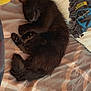 Hecate is registered to the contest to win money with this photo: animal, bed, black_cat, blanket, cat, comfort, cozy, cute, domestic, feline, fur, indoor, nap, pet, pillow, plush, relaxing, resting, sleeping, soft