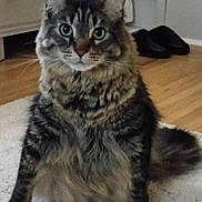 Captian Jack Sparrow is registered to the contest to win money with this photo: cat, tabby, fluffy, sitting, carpet, indoor, wooden_floor, furniture, pet, animal, fur, whiskers, ears, eyes, tail, domestic, cozy, curious, home, portrait