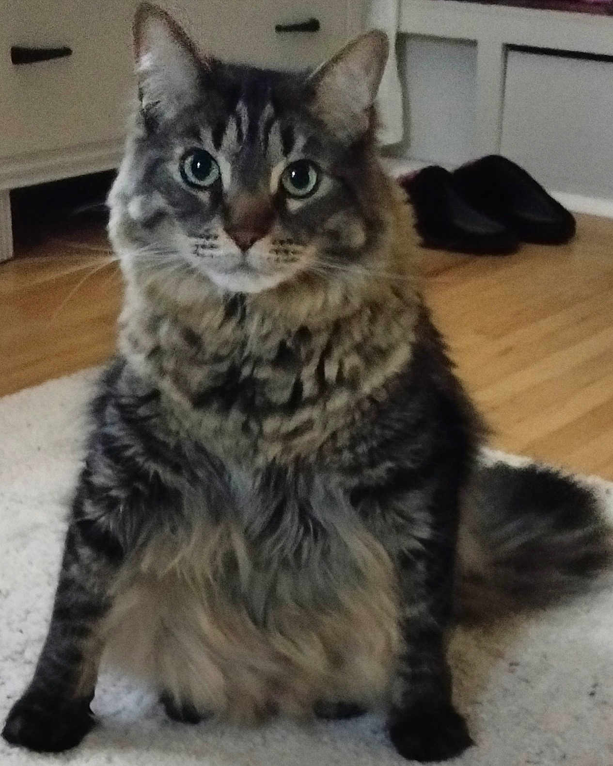 Captian Jack Sparrow is registered to the contest to win money with this photo: cat, tabby, fluffy, sitting, carpet, indoor, wooden_floor, furniture, pet, animal, fur, whiskers, ears, eyes, tail, domestic, cozy, curious, home, portrait