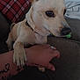 Zeus is registered to the contest to win money with this photo: dog, paw, arm, tattoo, couch, collar, pet, indoor, closeup, red_pillow, plaid, light_fur, animal, hand, furniture, resting, cute, companion, loyal, curious