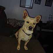 Zeus is registered to the contest to win money with this photo: dog, indoor, couch, brown_dog, pet, animal, ears, collar, looking, flash_reflection, furniture, picture_frame, wall, blanket, table, bottle, dark, household, curious, sitting