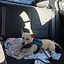 Zeus joined the competition — help win amazing prizes! dog, car_interior, backseat, clothing, harness, leash, sunlight, shadow, seatbelt, window, resting, pet, domestic_animal, tan_dog, fabric, vehicle, casual, relaxing, daylight, transportation