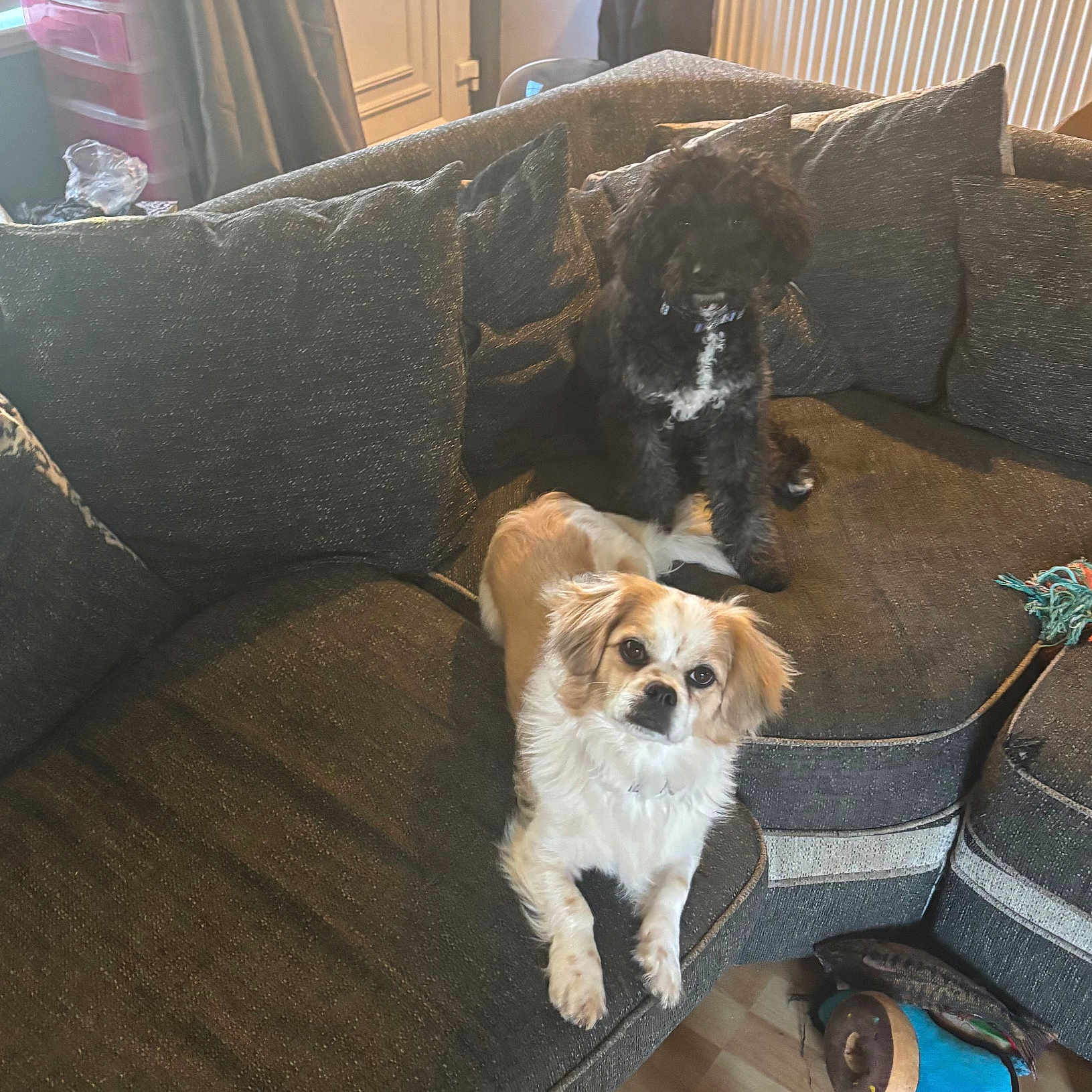 Stanley And Skye is registered to the contest to win money with this photo: animal, black_dog, canine, casual, companion, couch, cozy, curious, dog, floor, fluffy, furniture, home, indoor, living_room, pet, pillow, relaxed, toy, white_dog