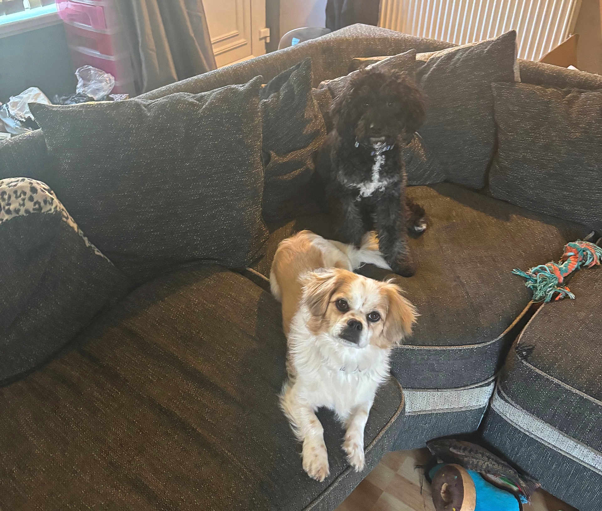 Stanley And Skye is registered to the contest to win money with this photo: dog, couch, pet, indoor, living_room, furniture, black_dog, white_dog, toy, curious, fluffy, relaxed, home, cozy, companion, animal, canine, floor, pillow, casual