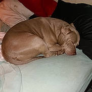 Threeg joined the competition — help win amazing prizes! dog, sleeping_dog, bed, pillow, blanket, curled_up, pet, domestic_animal, indoor, cozy, napping, snout, paw, fur, muzzle, cushion, mattress, bedroom, relaxing, household