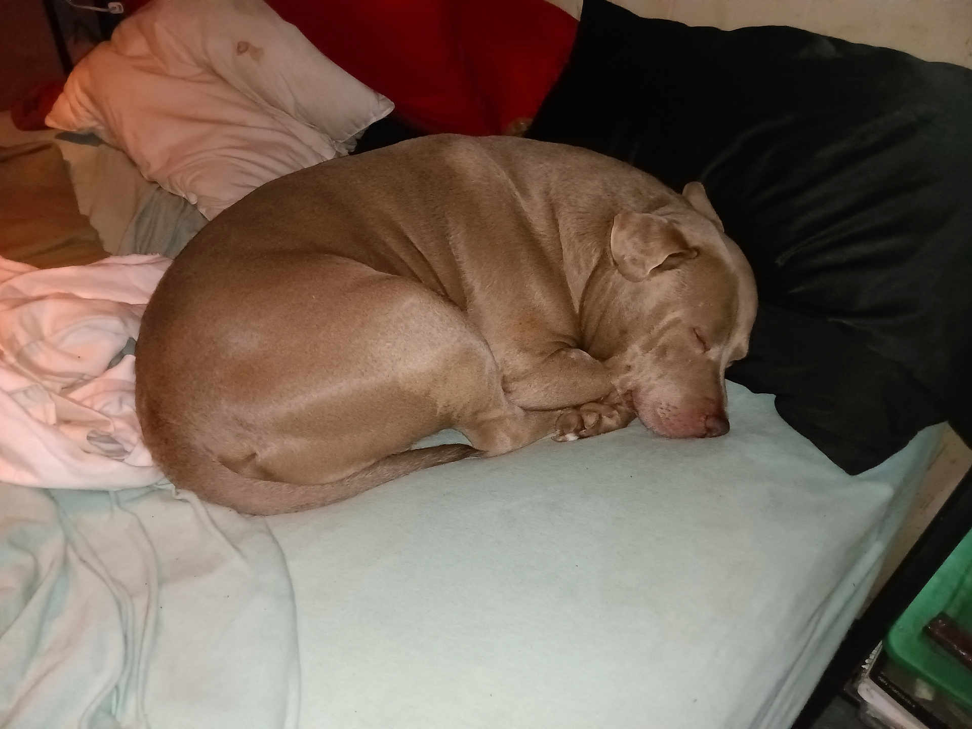 Threeg joined the competition — help win amazing prizes! dog, sleeping_dog, bed, pillow, blanket, curled_up, pet, domestic_animal, indoor, cozy, napping, snout, paw, fur, muzzle, cushion, mattress, bedroom, relaxing, household