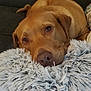 dog, pet, resting, fluffy_pillow, brown_fur, canine, indoors, couch, cozy, relaxed, face, fur, comfort, animal, domestic_animal, snout, ears, laying_down, closeup, expression