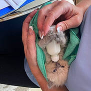 Ukko Pekka is registered to the contest to win money with this photo: kitten, baby_animal, bottle_feeding, hands, manicure, green_cloth, furry, cute, cozy, care, feeding, domestic, pet, close_up, human_interaction, nurture, snuggle, milk_bottle, animal, comfort