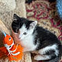 Nico And Timo is registered to the contest to win money with this photo: animal, black_and_white, carpet, cat, closeup, curious, cute, ears, feline, fish_toy, fur, indoor, kitten, pet, playful, small, tail, toy, whiskers, young_cat
