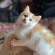Nico And Timo joined the competition — help win amazing prizes! kitten, cat, orange_and_white, blue_eyes, fluffy, soft_texture, pet, animal, cute, young, claw, indoors, closeup, curious, feline, whiskers, adorable, playful, resting, background_blur