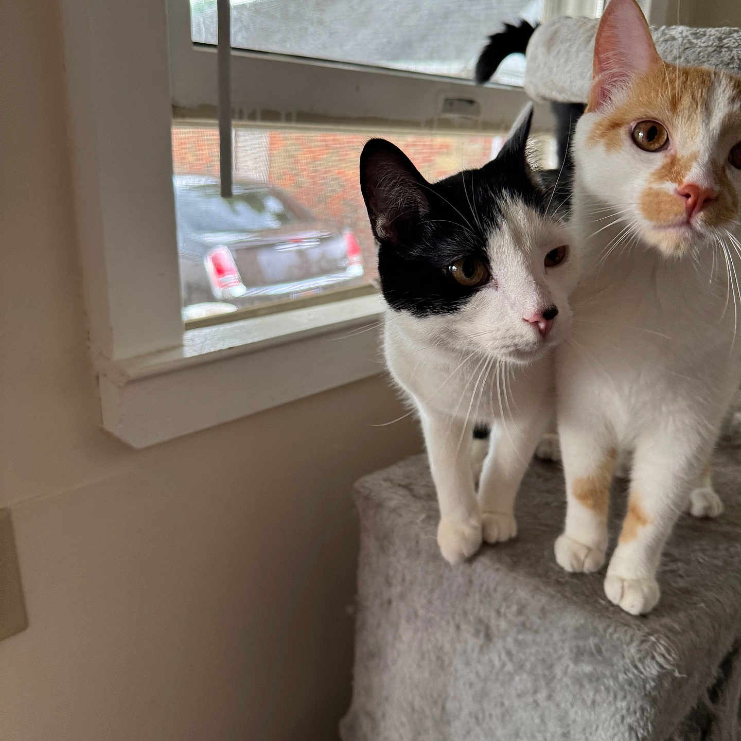 Nico And Timo