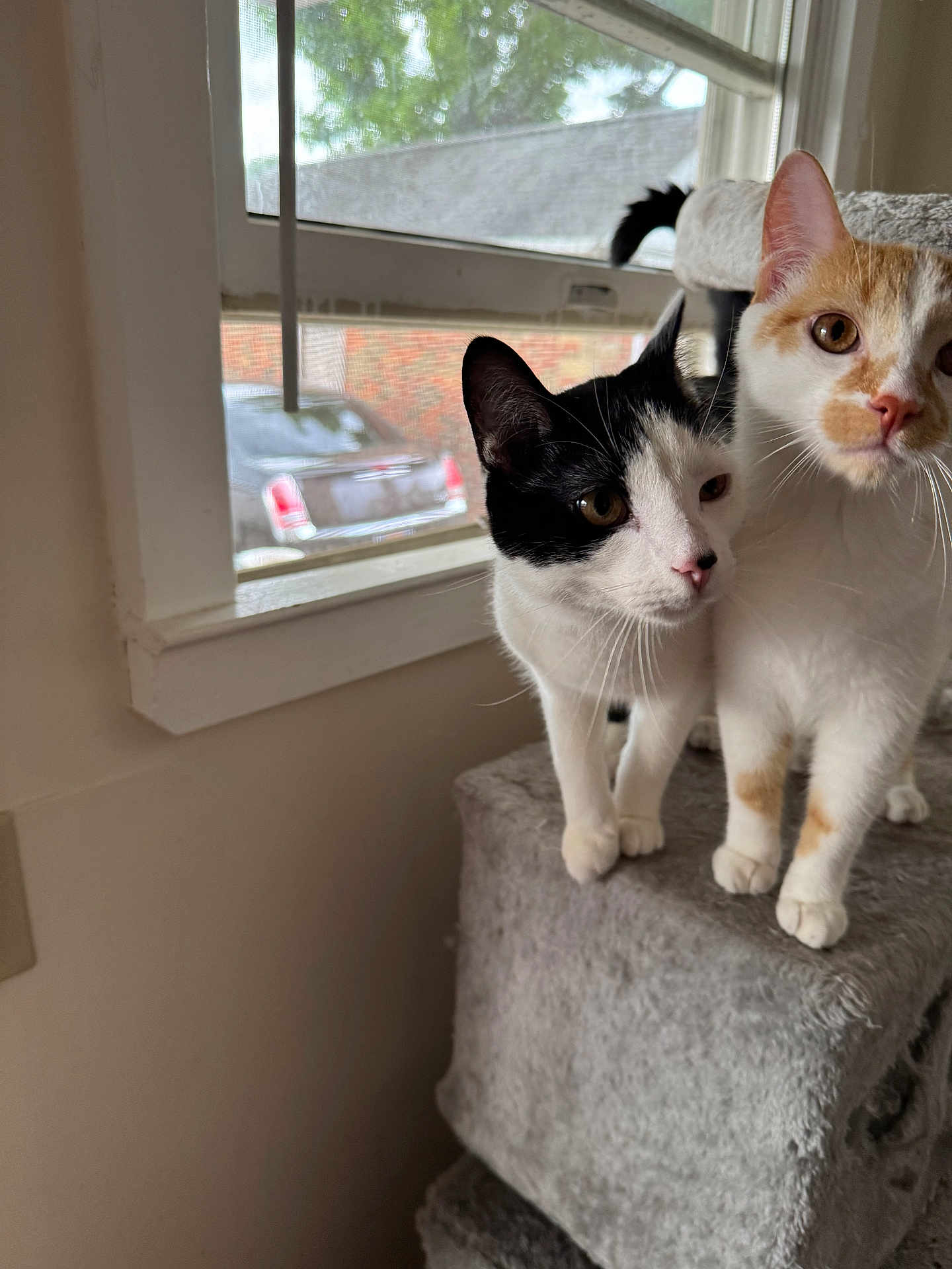 Nico And Timo is registered to the contest to win money with this photo: cat, cats, black_and_white_cat, orange_and_white_cat, window, cat_tree, indoor, pet, animal, curious, feline, whiskers, ears, paws, domestic_cat, household, looking, standing, gray, soft_texture