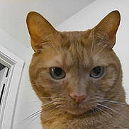 Wyatt joined the competition — help win amazing prizes! animal, cat, close_up, curious, domestic_cat, door, ears, eye, face, fan, feline, fur, house, indoor, looking, orange_tabby, pet, portrait, whiskers, white_wall