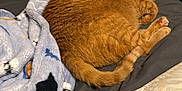 Wyatt is registered to the contest to win money with this photo: bed, blanket, cat, clutter, cozy, cute, domestic_animal, fur, furniture, home, indoor, nightstand, orange_cat, pet, pillow, relaxing, resting, sleeping, soft, tail
