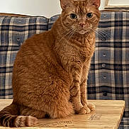 Wyatt joined the competition — help win amazing prizes! big_eyes, cat, couch, curious, domestic_animal, fur, furniture, home_interior, indoor, orange_cat, paws, pet, plaid, portrait, sitting, tabby, tail, upholstery, whiskers, wooden_table