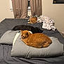 Wyatt is registered to the contest to win money with this photo: bed, black_cat, blanket, cat, cozy, curtains, domestic_animal, feline, fur, home, indoor, mammal, orange_cat, pet, pillow, quiet, relaxation, resting, sleeping, window