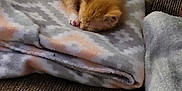 Tanner is registered to the contest to win money with this photo: animal, blanket, carpet, cat, comfort, cozy, cute, domestic, folded_blanket, fur, indoor, kitten, orange_cat, pet, quiet, resting, sleeping, small, soft, young