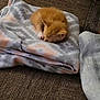animal, blanket, carpet, cat, comfort, cozy, cute, domestic, folded_blanket, fur, indoor, kitten, orange_cat, pet, quiet, resting, sleeping, small, soft, young