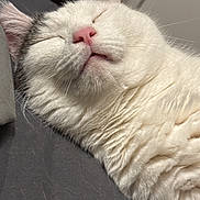 Bucky joined the competition — help win amazing prizes! adorable, animal, cat, close_up, cozy, cute, domestic_animal, face, feline, fluffy, fur, indoor, mammal, pet, pink_nose, relaxed, resting, sleeping, whiskers, white_cat