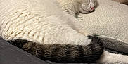 Bucky is registered to the contest to win money with this photo: animal, bed, black_markings, cat, close_up, cozy, cute, domestic_animal, feline, fur, indoor, pet, pillow, relaxing, resting, sleeping, soft, tail, whiskers, white_cat